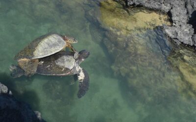 Oferta Galapagos desde Guayaquil, Manta o Quito.